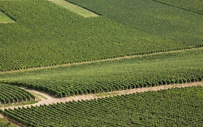 Champagne Jean COMYN - 